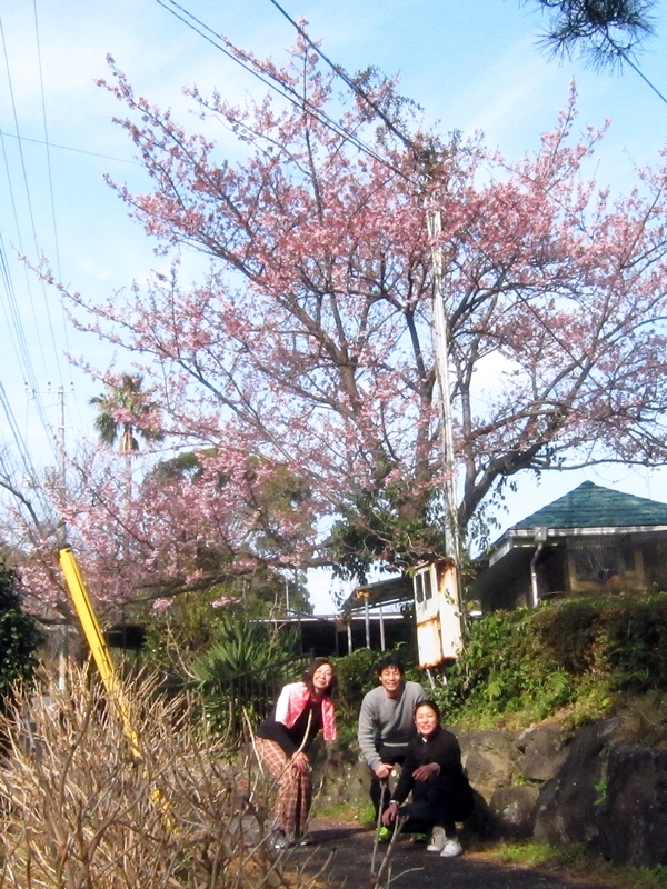 河津桜＠城ケ崎