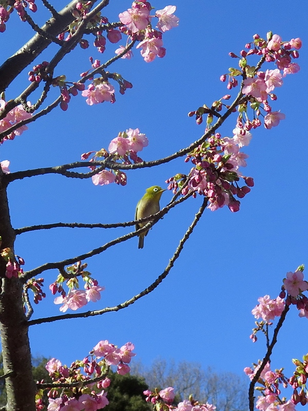 メジロと河津桜