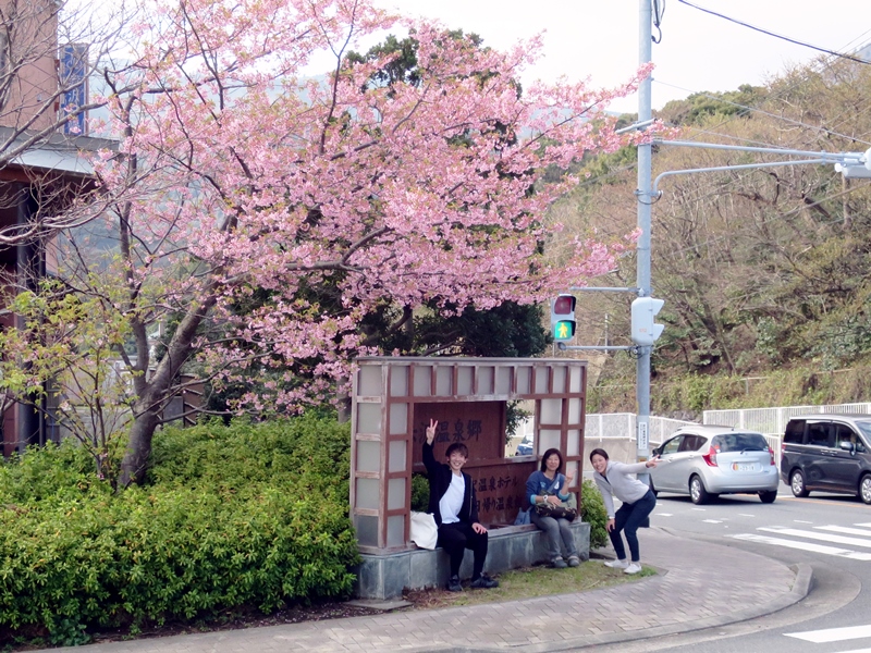 河津桜＠赤沢温泉