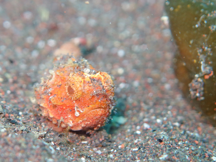 オニダルマオコゼの幼魚