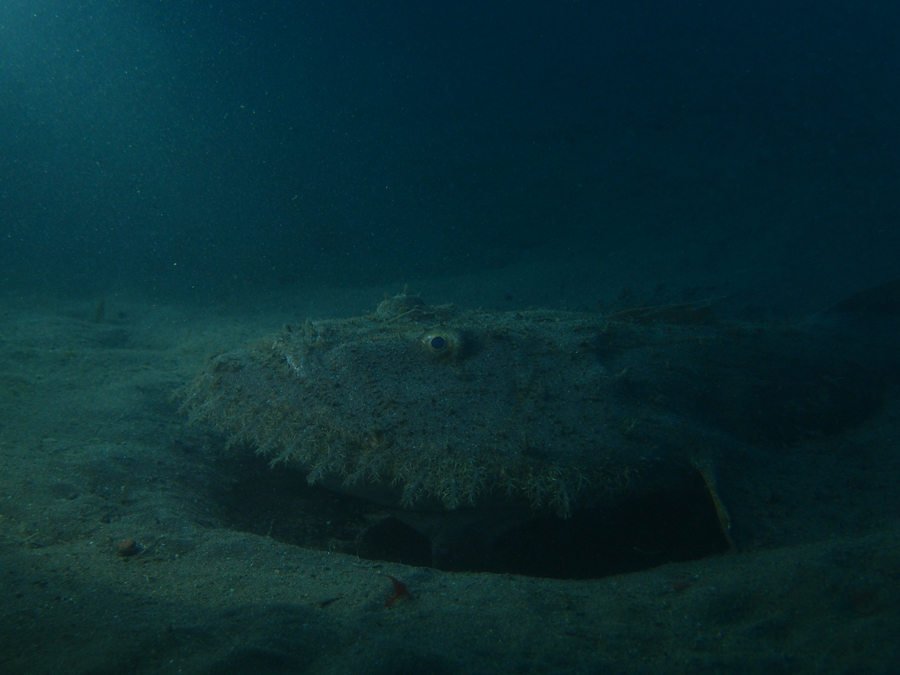 海底にうごめくキアンコウの巨体