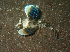 トゲカナガシラ幼魚