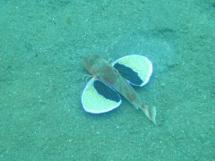 トゲカナガシラ成魚