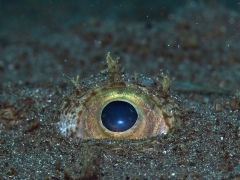 キアンコウの目