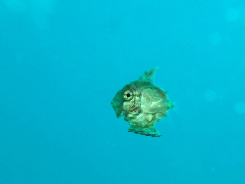 きゃーーっマトウダイ幼魚