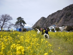 菜の花と富士山と1号と