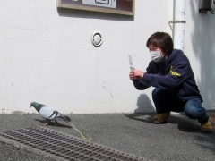 レース鳩に遭遇