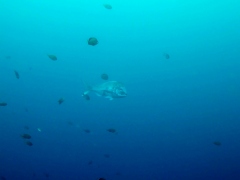 シラコダイの群れとマダイ