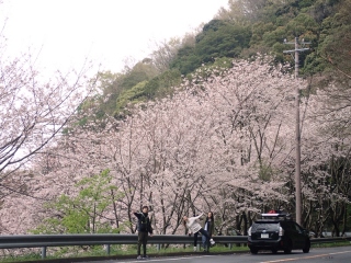 桜の咲く頃に