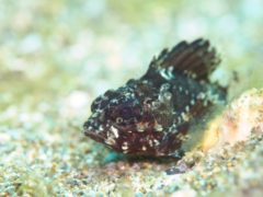 ヒレナガカサゴの幼魚＠安良里ビーチ