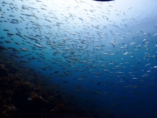 浅場は群れ群れ