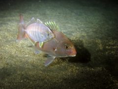 マダイに寄り添うカイワリ