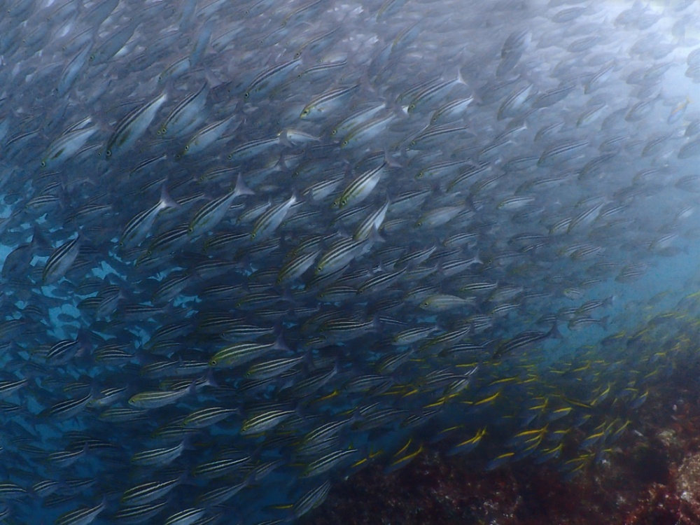 魚バリケード