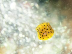 ミナミハコフグの幼魚