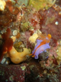 ニシキウミウシの子ども