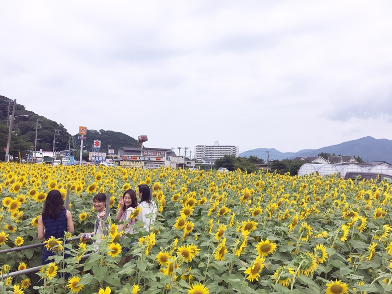 向日葵畑＠西伊豆ツアー