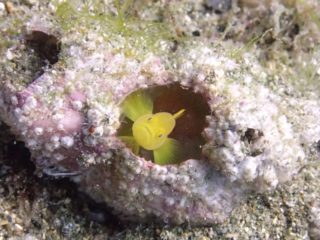 こんな浅場にミジンが