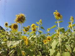 これもまた夏の風物詩だね