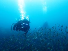 イサキの稚魚の群れ＠大島秋の浜ダイビング