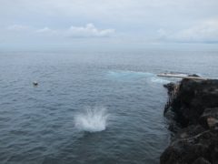 秋の浜＠大島ダイビングツアー