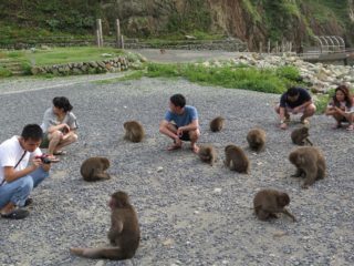 猿の楽園