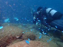 浅場のソラスズメ