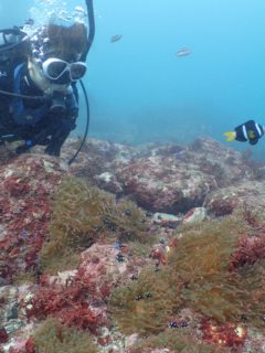 魚を見つめるｊｕｎ