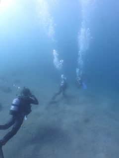 講習最後のバディ潜水