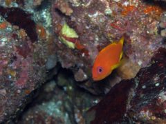 ユカタハタの幼魚