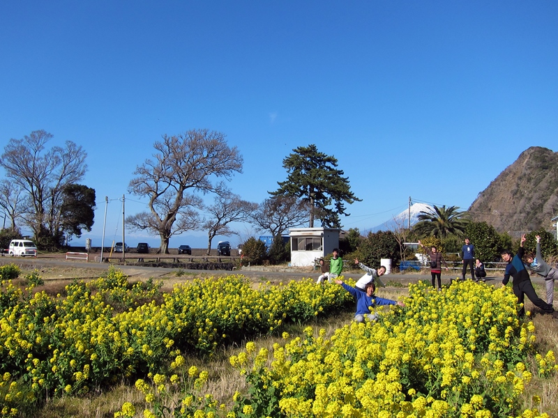 菜の花畑＠西伊豆井田の風景