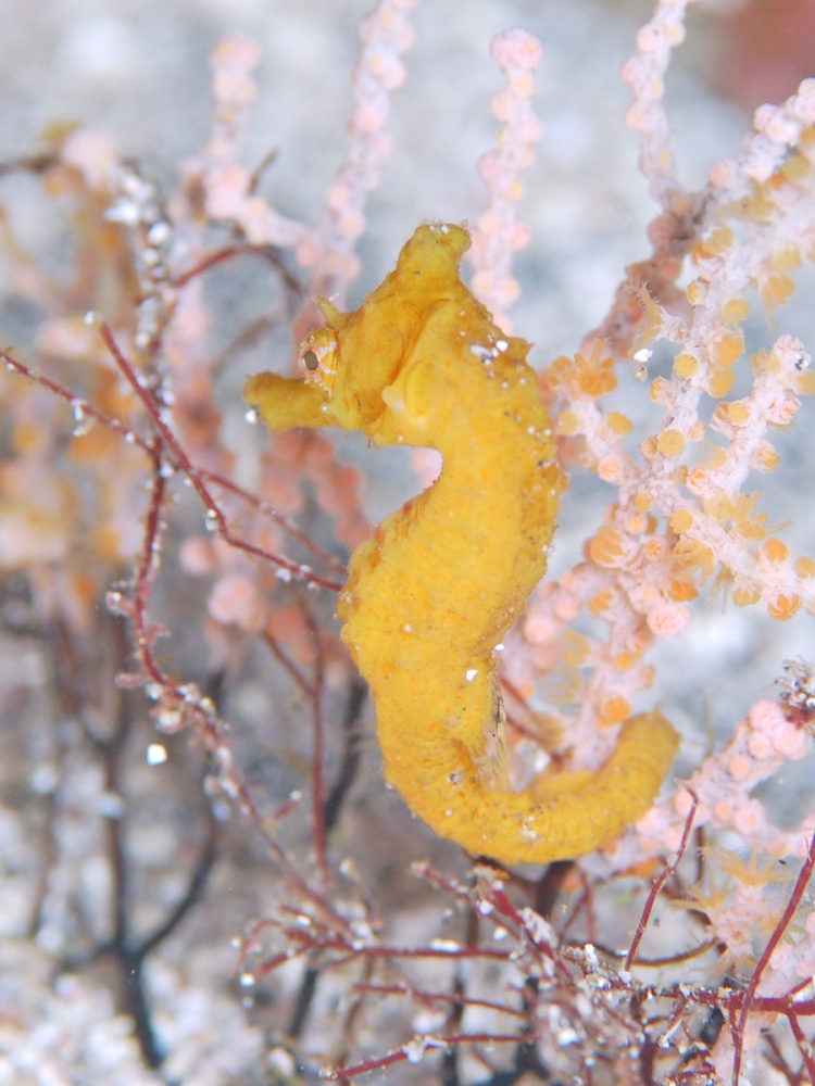 オオミウマ幼魚　　　byれいな