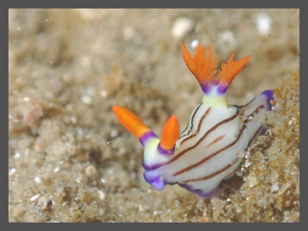 クロスジリュウグウウミウシ