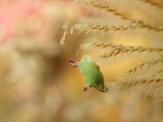 コミドリリュウグウウミウシ