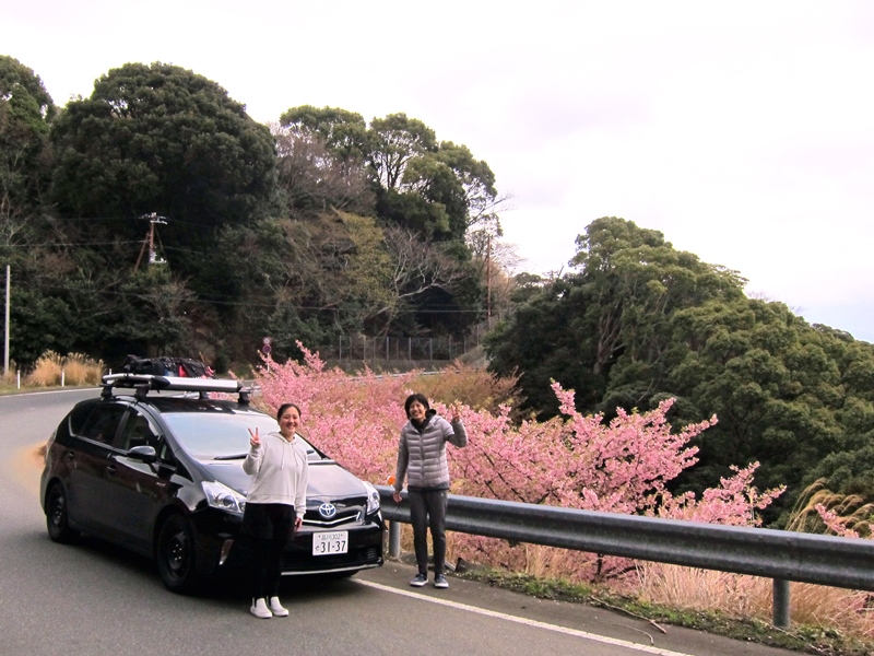 河津桜＠西伊豆の風景