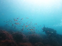 キンギョハナダイの群れ＠井田の水中風景