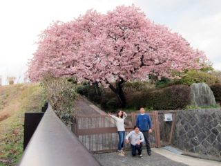 河津桜＠城ケ崎海岸