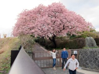 伊豆の河津桜＠城ケ崎