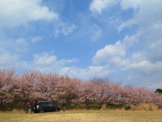 桜の中で