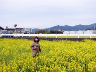 菜の花畑＠伊豆の風景