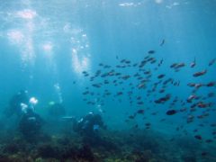 透明度抜群の春の伊豆の海