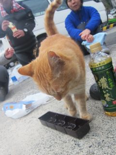 川奈ビーチの猫