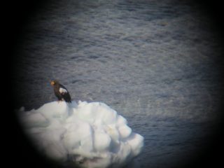 野生のオオワシ発見