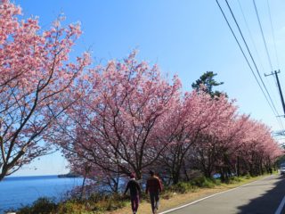 桜並木