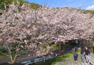 桜が見ごろ