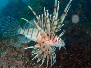 ハナミノ幼魚