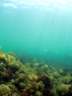 春の水中風景＠城ヶ島ビーチダイビング