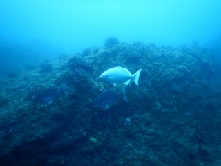 アルビノ個体のミナミイスズミ