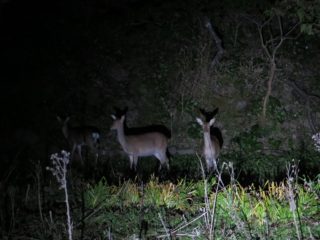 鹿ちゃんとの出会い