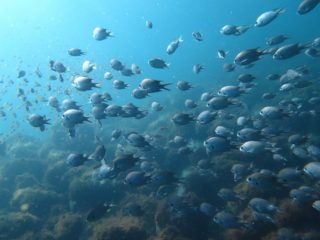 青い海とスズメダイの群れ