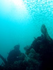 熱海沈船ダイビングツアー